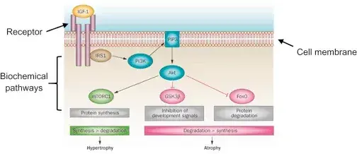 Simplified diagram: Anavar binds the androgen receptor and signals protein synthesis